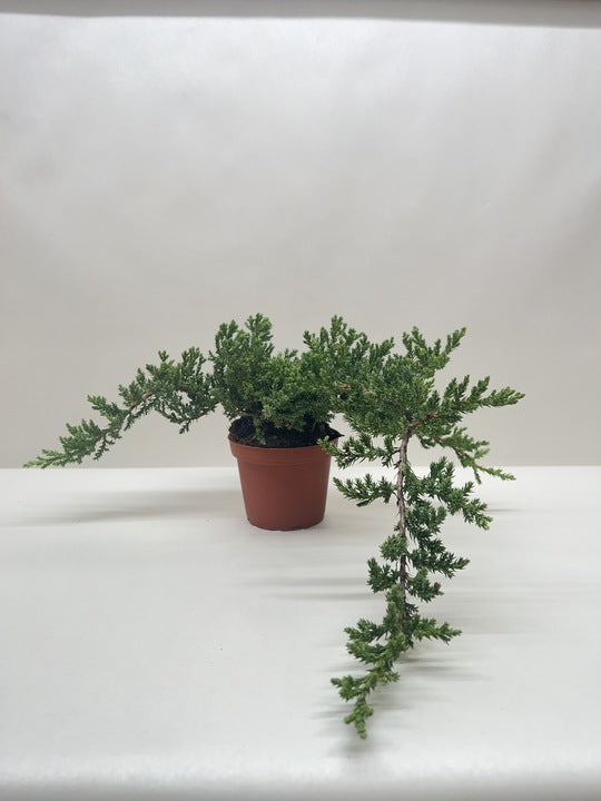 Bonsai