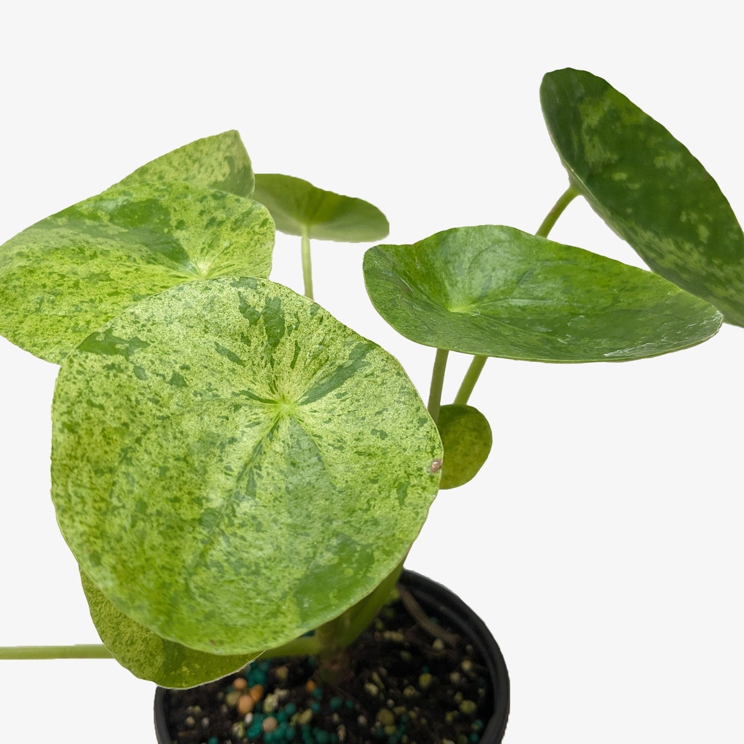 Rare & Hard To Find Plants