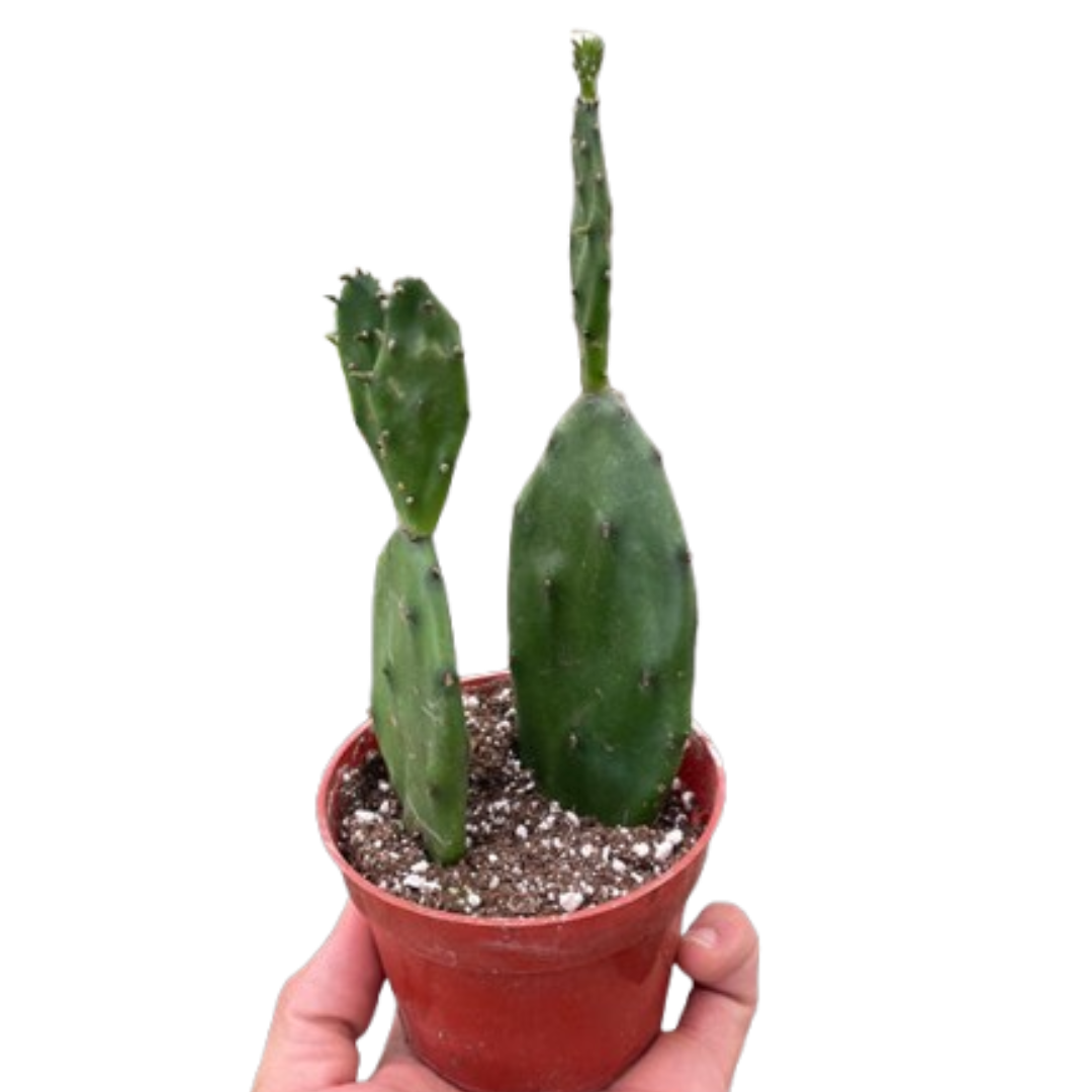 Cactus | Succulents