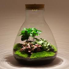 Hydroponics I Terrariums