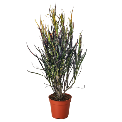 Croton 'Picasso'