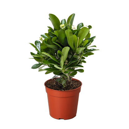 Crown of Thorns