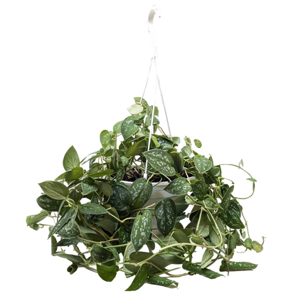 Pothos 'Satin'