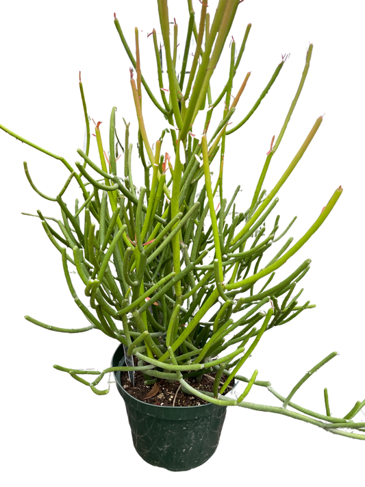 Euphorbia 'Pencil Cactus'