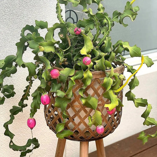 Orchid Cactus 'Curly Sue' - 6" Pot