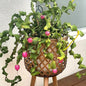 Orchid Cactus 'Curly Sue' - 6" Pot